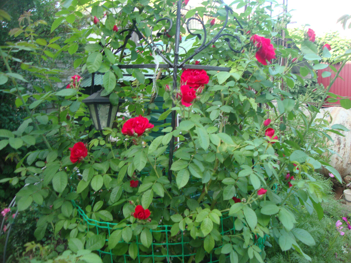 начинает цветение