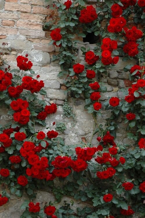 Pinterest
