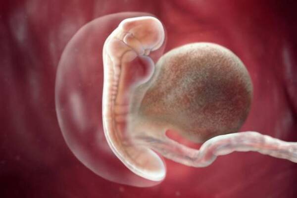 В самом начале она представлена одной лишь нервной трубкой, на конце которой формируется зачаток головного мозга