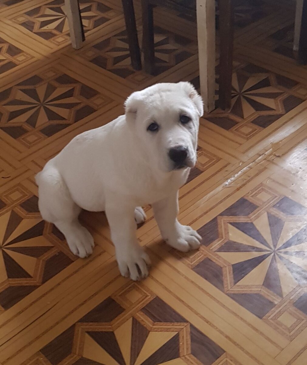 Малютка дома