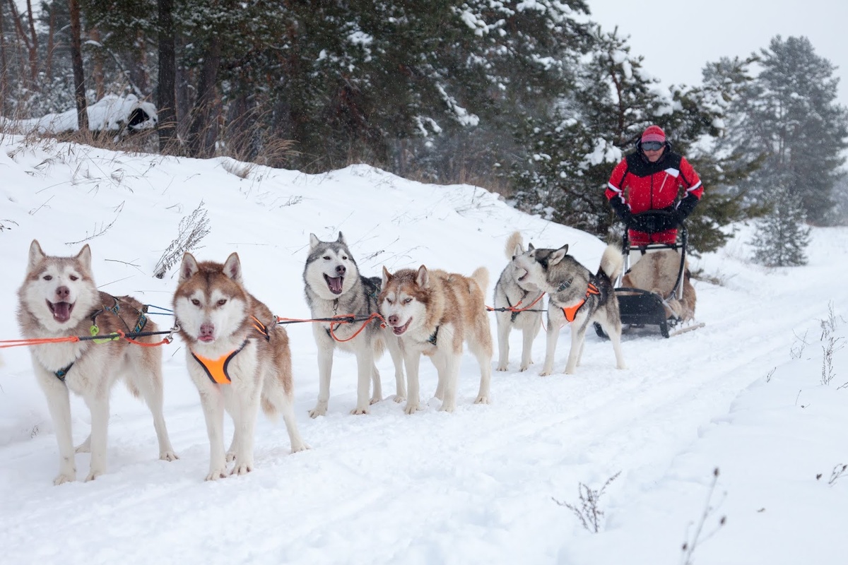 Источник фото: https://www.husky-evolution.ru/