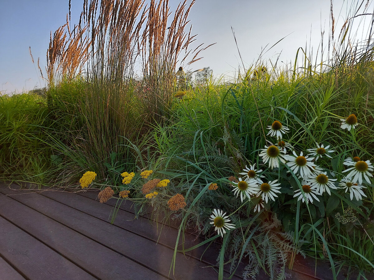 Подсмотрела в городском ландшафте красивый бордюр из луговых трав🌿. Разбор  цветника с названиями растений | Сад для себя - Светлана Корчагина🌿 | Дзен