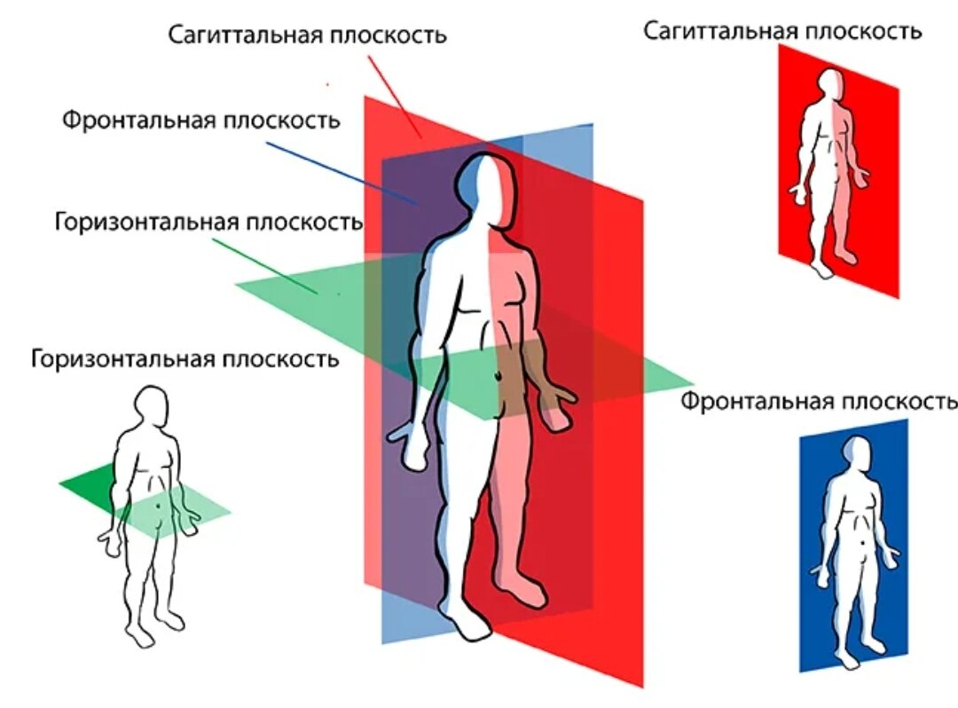 Плоскости тела человека схема