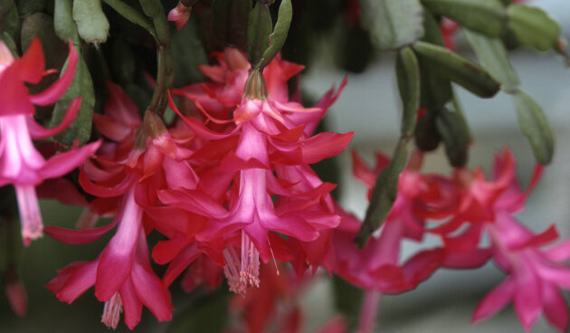    Шлюмбергера Рассела. Фото: R. Koenig, globallookpress.com