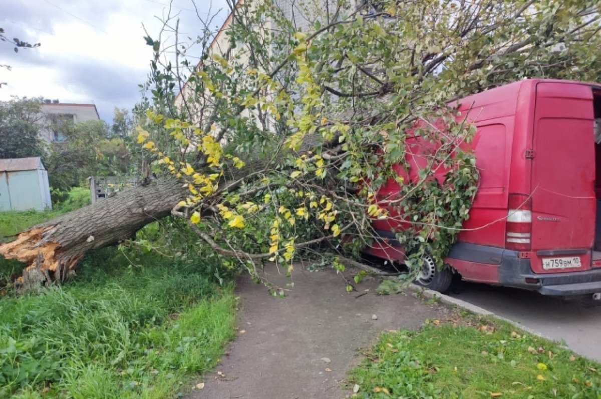    Массивный тополь придавил микроавтобус в Петрозаводске