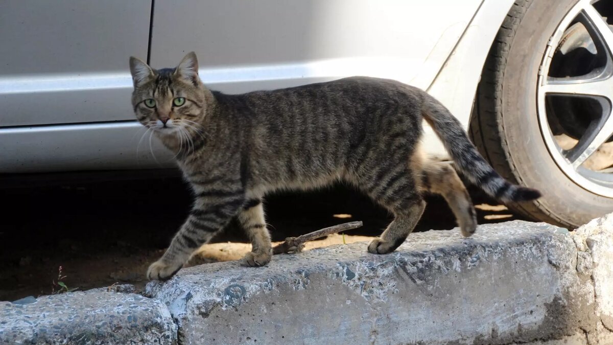     В Ростове-на-Дону мужчина вместе с домашним питомцем выпал из окна, сообщили очевидцы в Telegram в группе «Это Ростов».