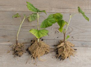 Сажать собственноручно заготовленный материал можно довольно продолжительное время. Это может быть весна, лето и осень. Проводить посадку одеревенелых заготовок следует строго в осеннюю или в весеннюю пору. А вот зеленые побеги, конечно, желательно сажать только в летний период. В зависимости от вида посадочного материала, способ посадки будет значительно отличаться.