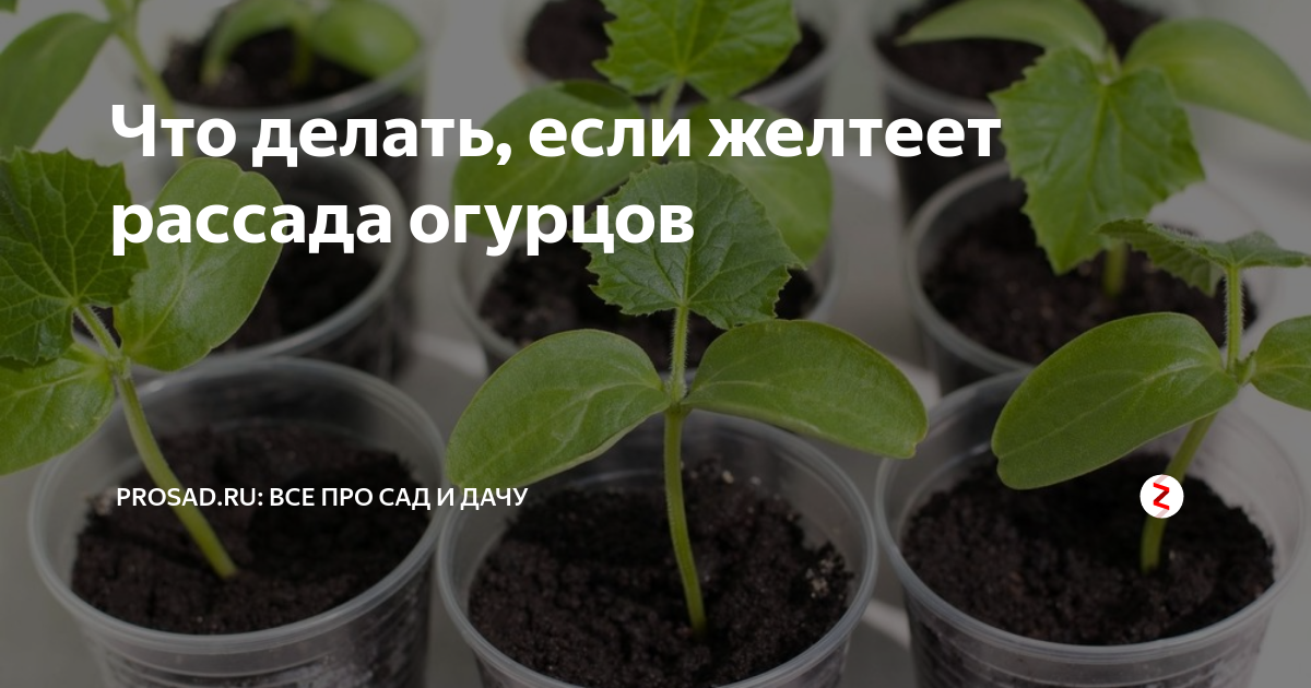 Как сажать огурцы на рассаду в стаканчики. Огурцы рассада пожелтела. Желтеет рассада огурцов. Рассада огурцов желтеют листья что делать. Что делать если пожелтела рассада.