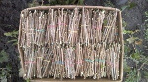 Весной, как только сойдет снег, нужно тщательно осмотреть куст смородины, которую нужно размножить. Срезать черенок следует с самой крепкой и развитой ветки куста.  Нельзя использовать для черенкования верхнюю, а также нижнюю часть ветки. Как показала практика, именно они хуже всего. На готовом черенке смородины верхний срез важно сделать под небольшим уклоном, то есть он должен быть косым над самой верхней почкой. Нижний выполняют аналогичным способом, при этом нужно не задеть почку.