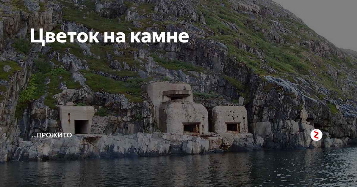 Цветок на камне | Прожито | Дзен