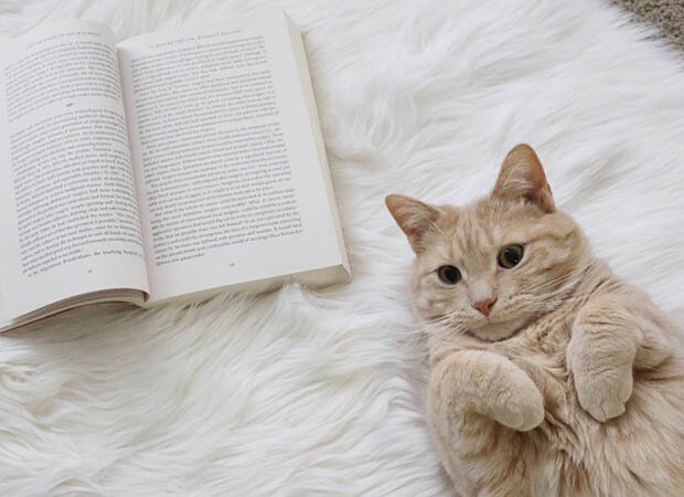 Котики не могут читать книжки, потому что у них лапки! А ты можешь!