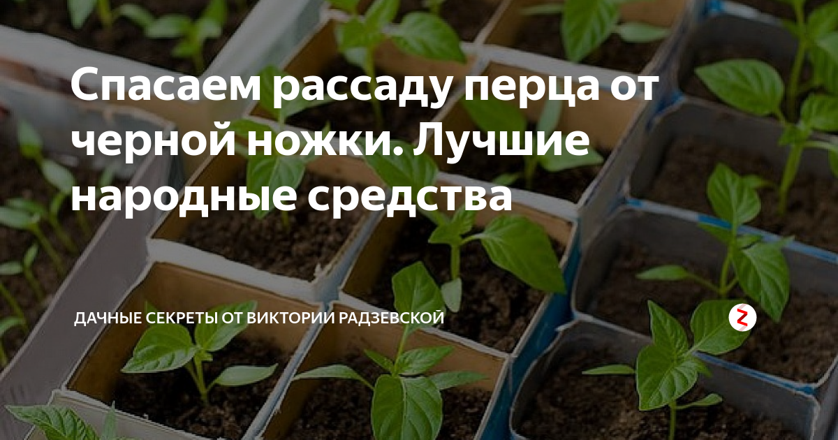 Как часто нужно поливать рассаду после пикировки. Рассада помидор и перцев. Рассада помидор после пикировки. Подкормить перец рассаду. Подкормка перцев после пикировки.