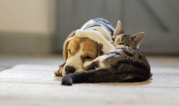 Три собаки и одна кошка погибли после того, как съели обезболивающие своих хозяев