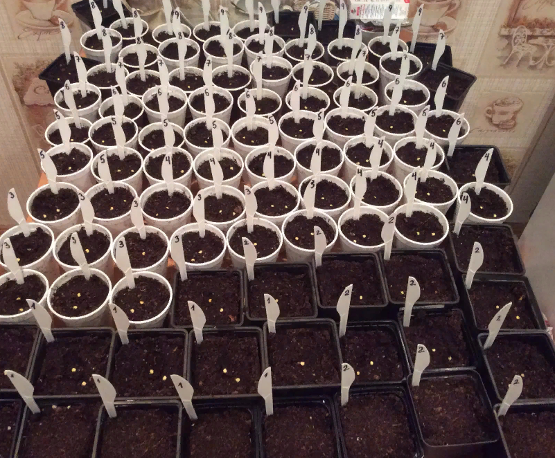 фото из интернета