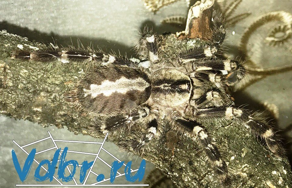 Poecilotheria smithi