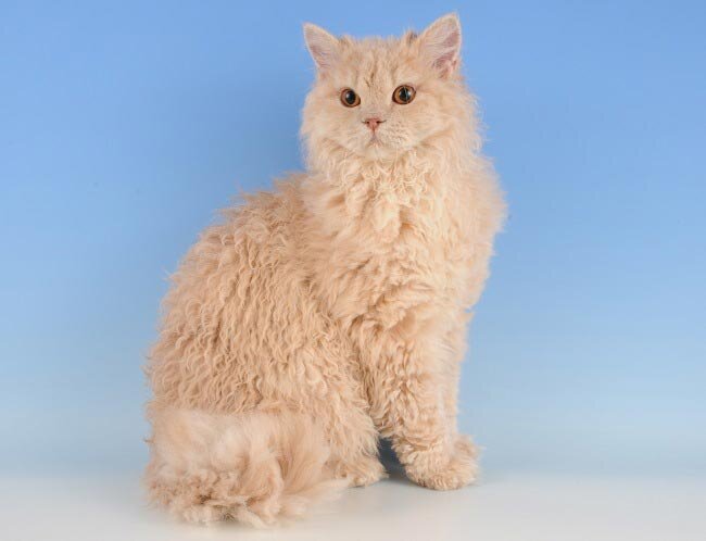 Селкирк-рекс - кудрявая кошка | породы кошек | Дзен