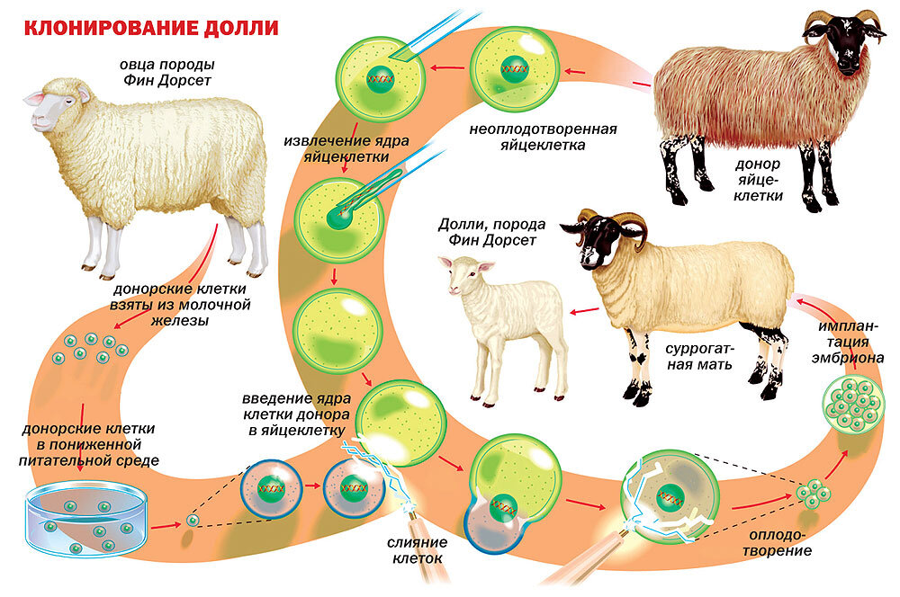 Клонирование долли схема