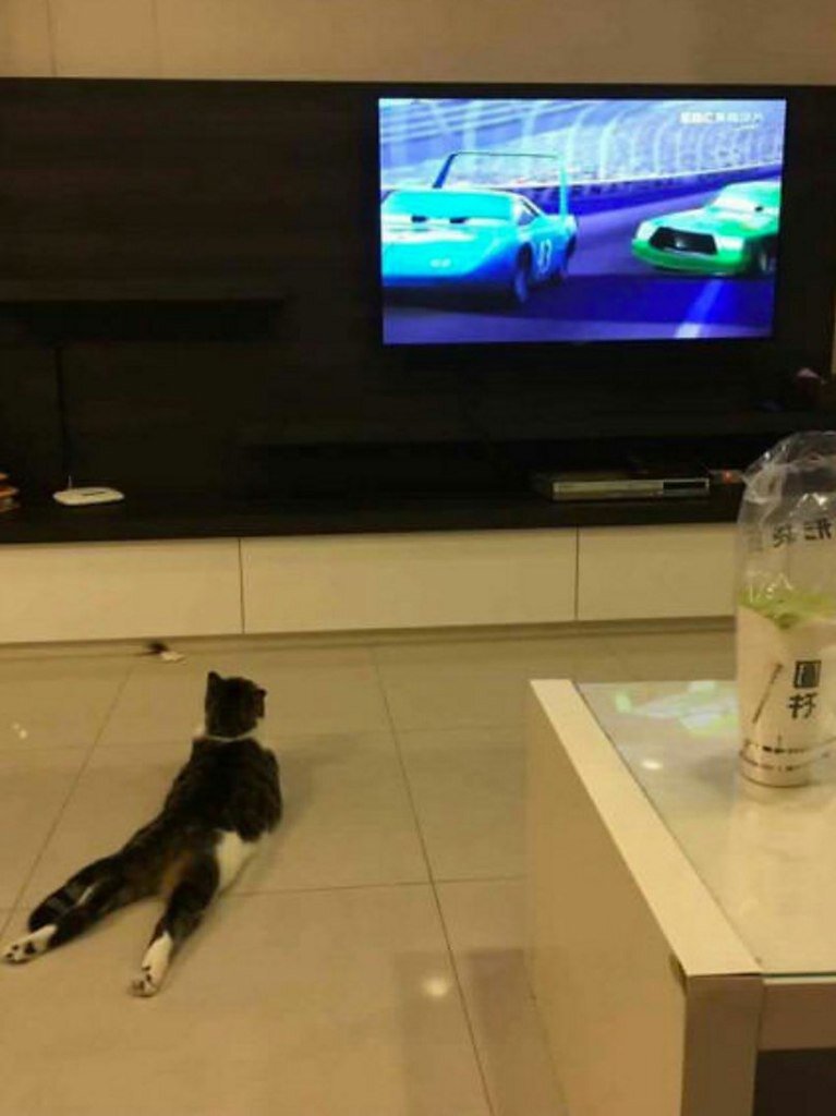 Мой кот смотрит телевизор! | Котдакот | Дзен
