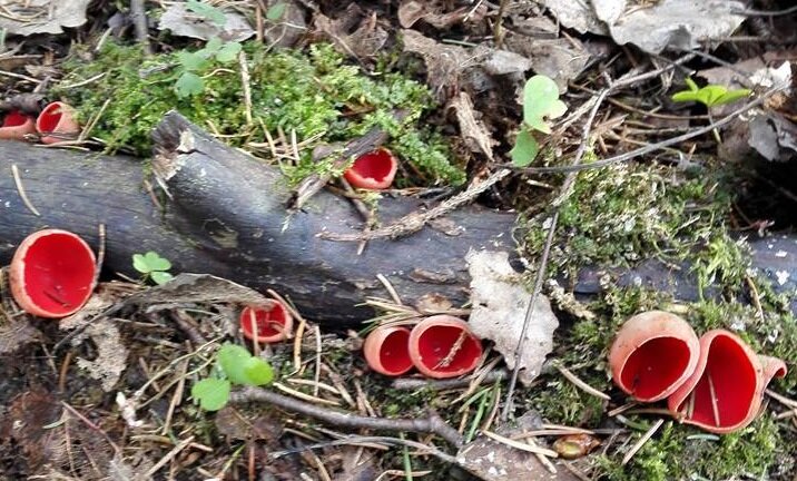 Саркосцифа алая (Sarcoscypha coccinea)