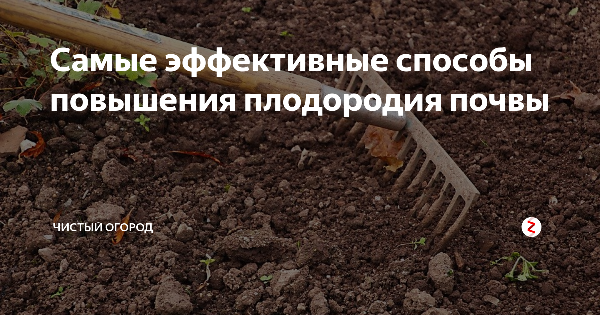 Самые эффективные способы повышения плодородия почвы | чистый огород | Дзен