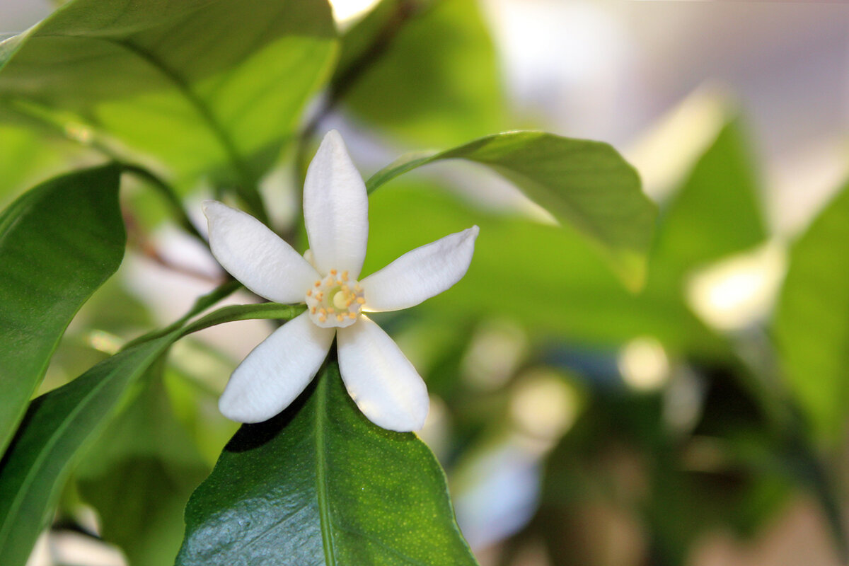 Каламондин, известный как  Золотой Лайм, Китайский Апельсин