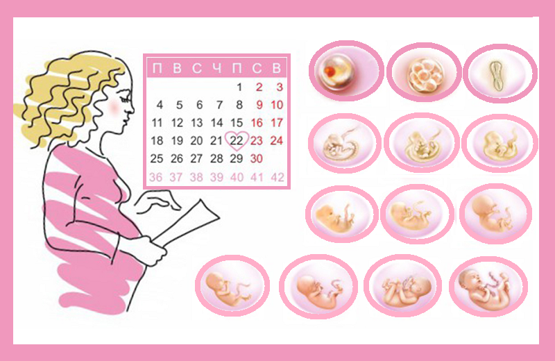 Календарь беременности