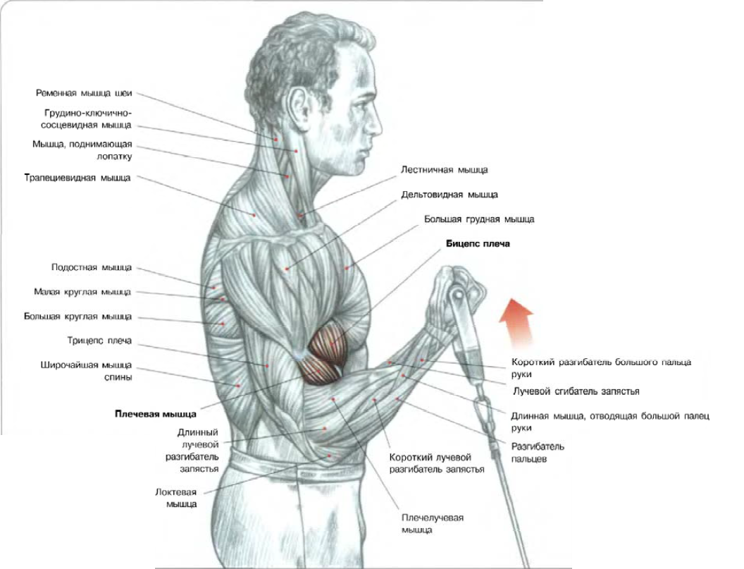 Упражнения на бицепс и плечи