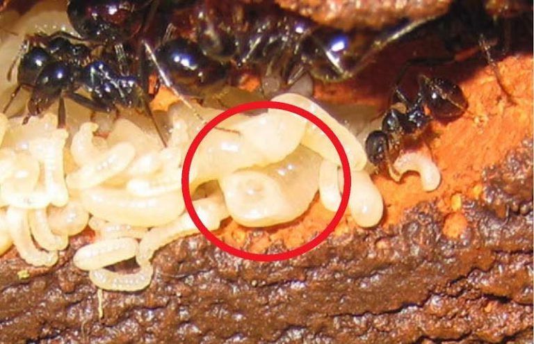 Личинки ломезуха получают максимум заботы и внимания от муравьев-нянек