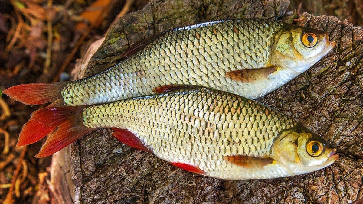 Красноперка