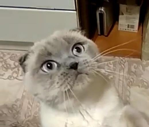 Я не ленивая, я просто рационально расходую жизненную энергию.