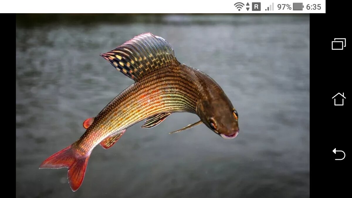 Рыба хариус сибирский. Хариус вес. К какой рыбе относится хариус. Сибирский хариус - thymallus arcticus. Внутреннее строение хариуса.