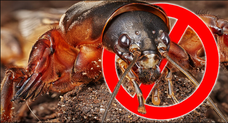 Способы борьбы с медведкой осенью