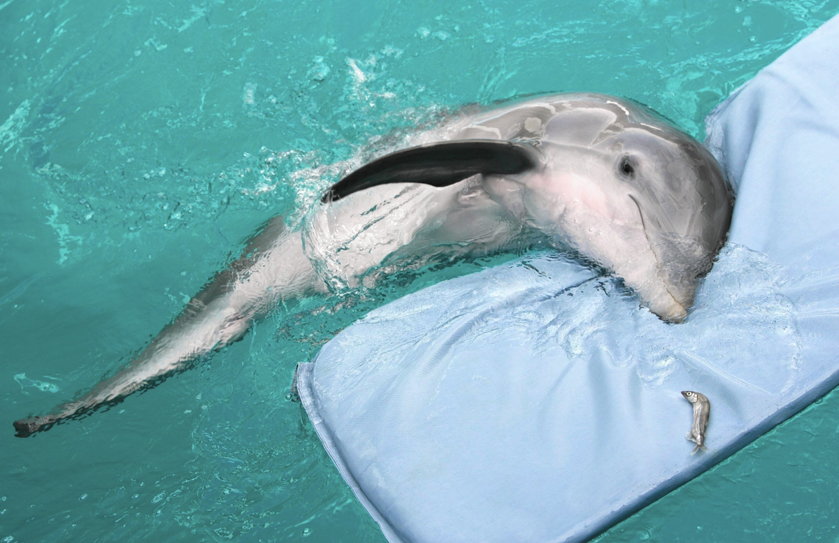 cc The skin of the dolphin is very delicate and it can easily be damaged by cont