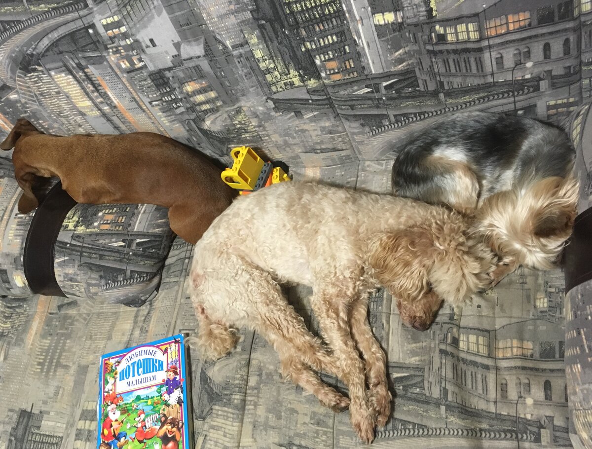 Такса, пудель и йоркшир спят на диване