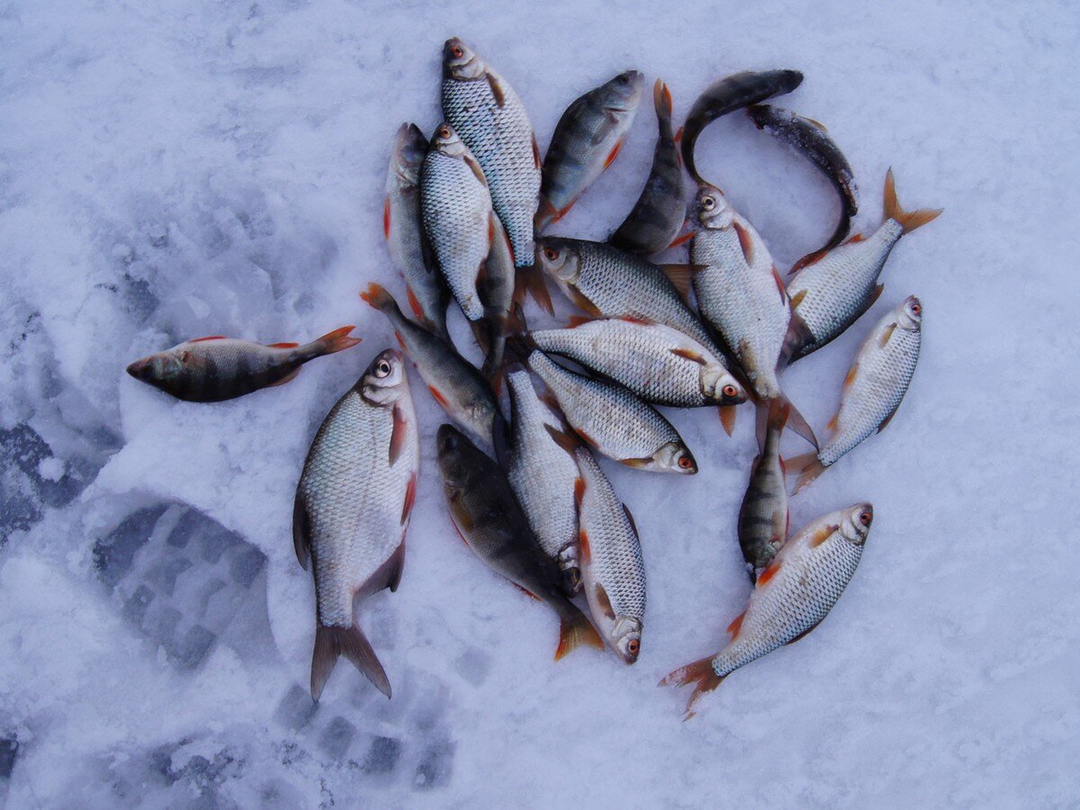 Виды улов. Рыбы зимой. Куча рыбы на льду. Рыбалка зимой. Зимняя рыбалка рыба на льду.