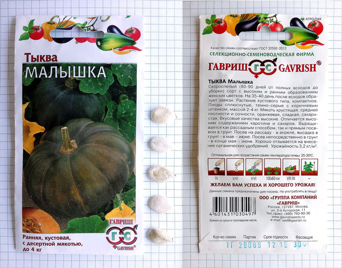 Тыква крупноплодная крошка 2г гавриш хит х3. Сорт тыквы медовая крошка. Грибовская зимняя тыква аэлита. Тыква крошка описание сорта. Тыква мускатная цукатная.