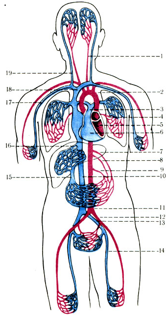 Схема кровообращения человека рисунок