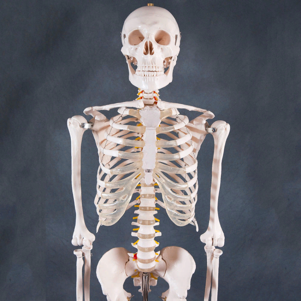 Покажи картинки кости. Скелет, Skeleton анатомия. Скелет человека анатомия Майерс. Модель скелет человека 85 см. Скелет анатомический 180 см.