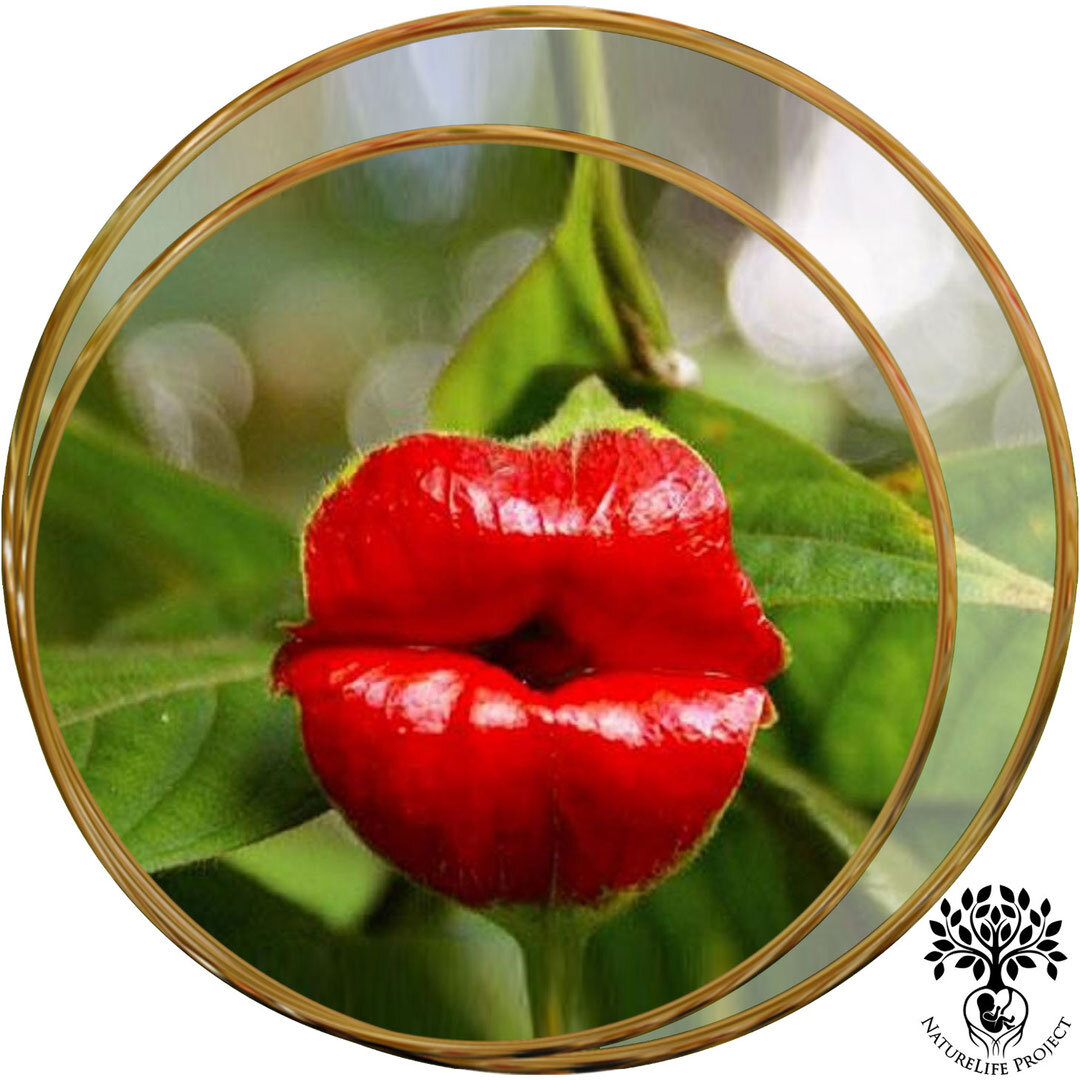 *На фотографии изображен цветок растения из семейства мареновых Психотрия Возвышенная (лат. Psychotria Elata).