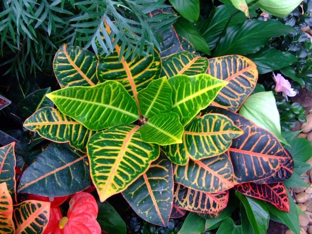 Сквозняков кротон не переносит. Очень любит влажность, по чаще его опрыскивайте и обмывайте, обязательно теплой, хорошо отстоянной водой.