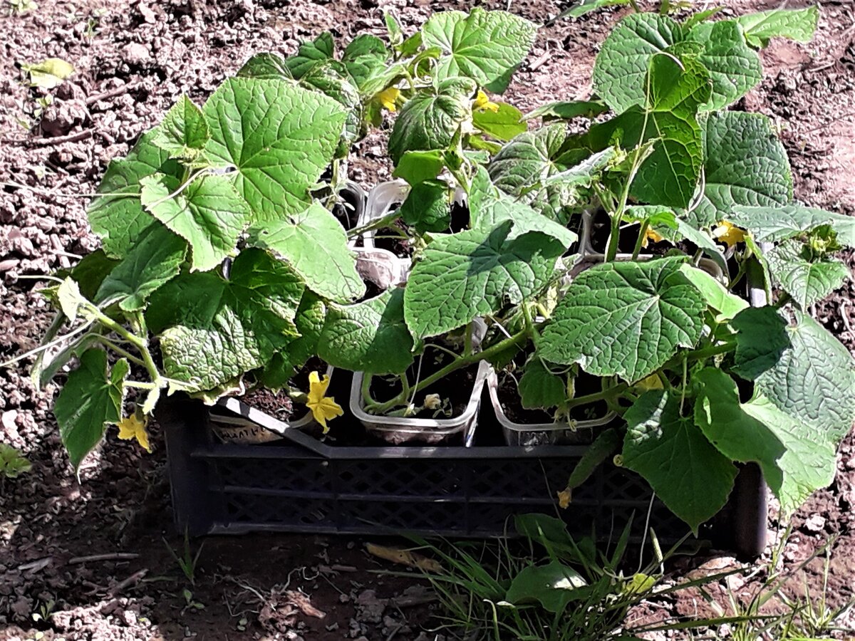 Огуречной рассаде из пасынков 3 недели. Фото автора. 
