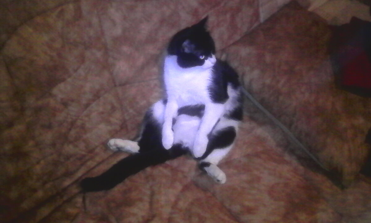 Это Гейгер. Вылизывал пузо и задумался.