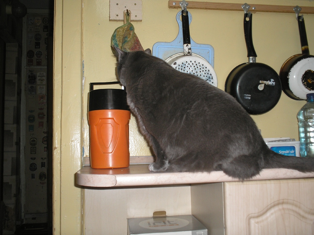 Пуша и термос Фото автора