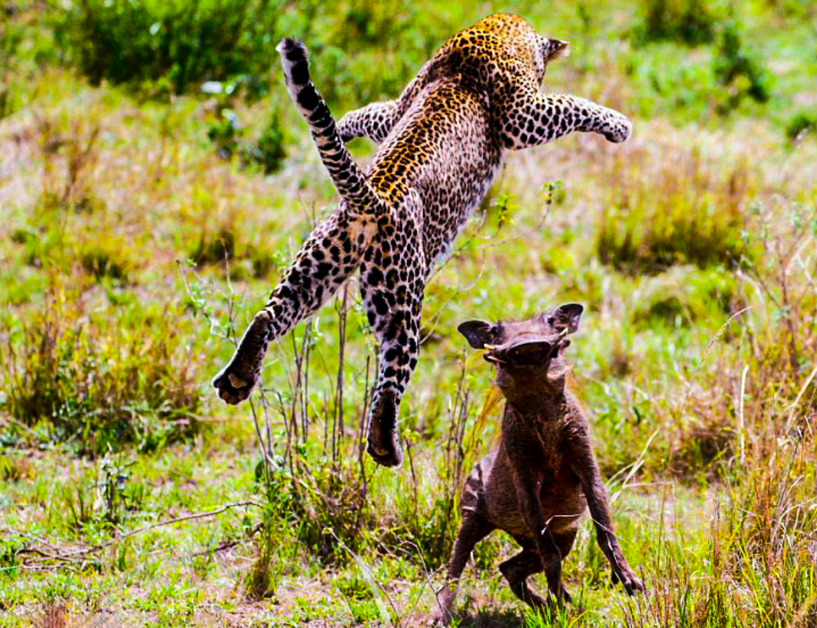 Predator animals. Гепард в атаке. Гепард охотится.