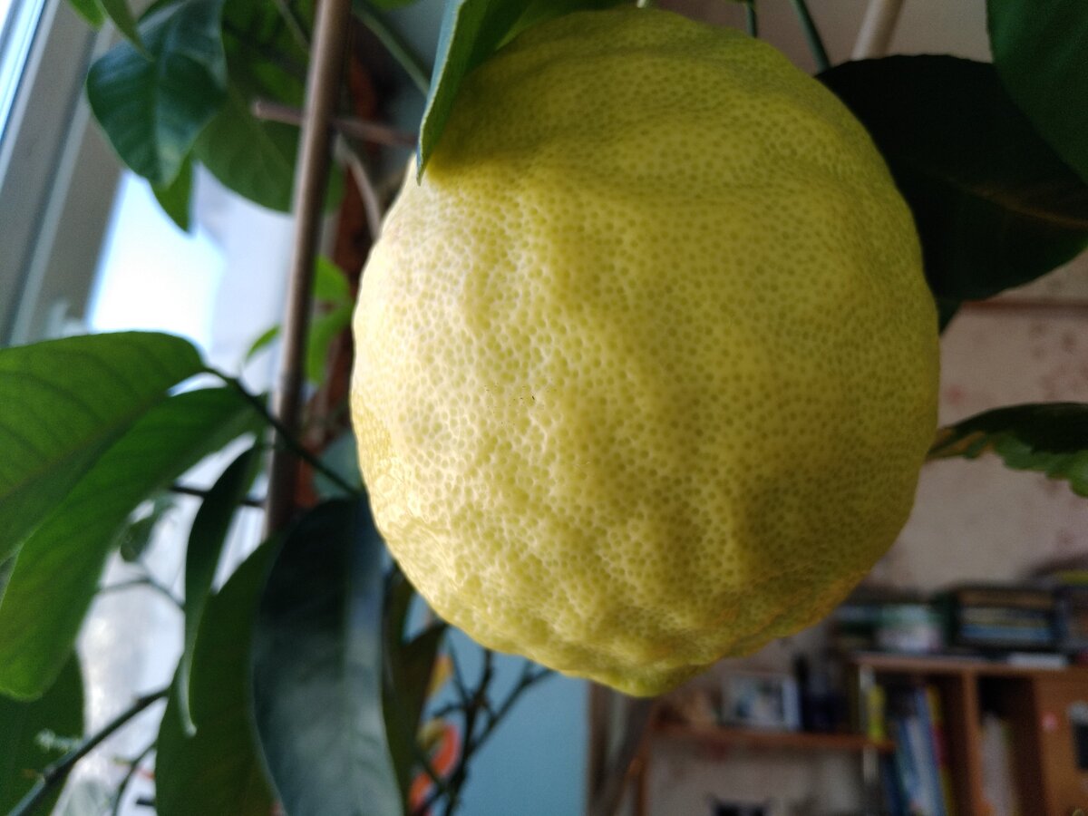 Лимон сорта Ду-Таис