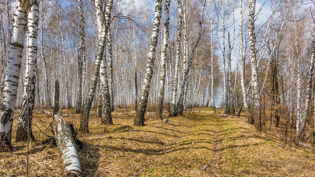 яндекс картинки