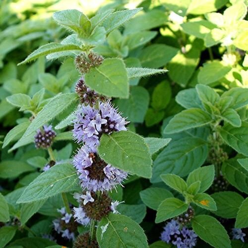 фото яндекс картинки в свободном виде