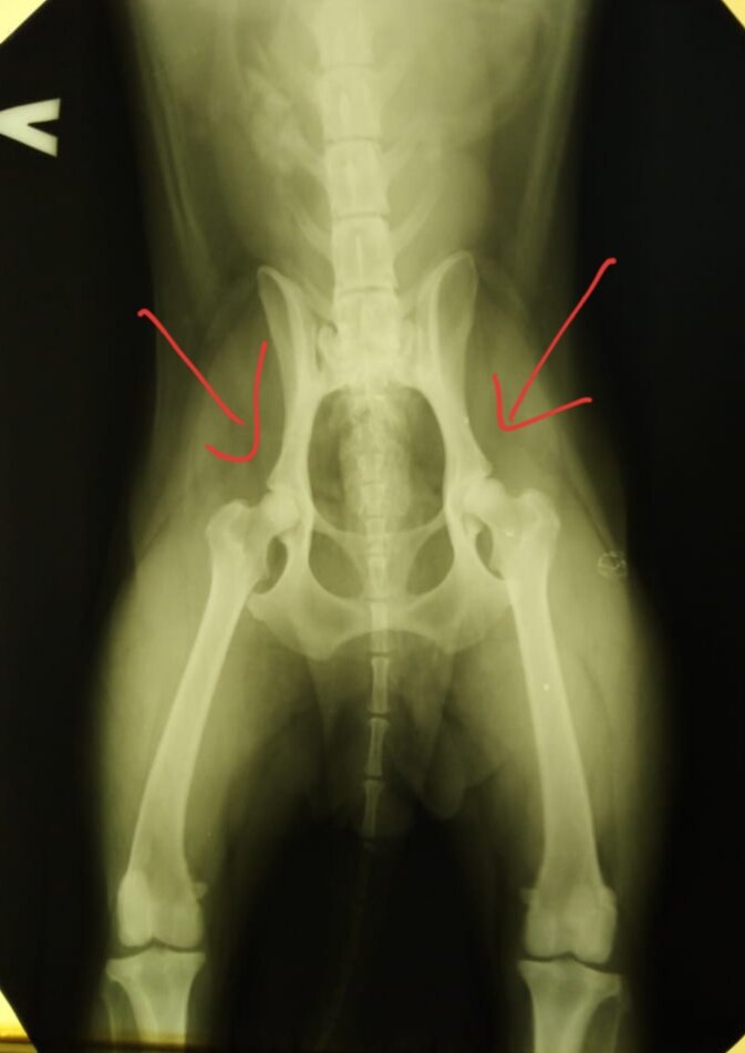 Делаем рентген собаке на дисплазию тазобедренного сустава — instgeocult.ru