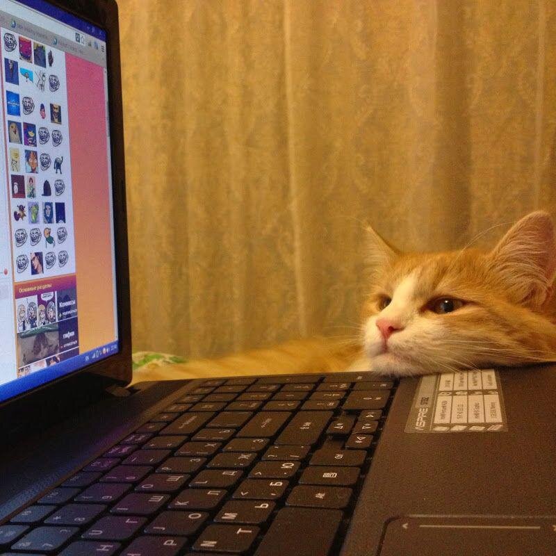 Котики игра устали