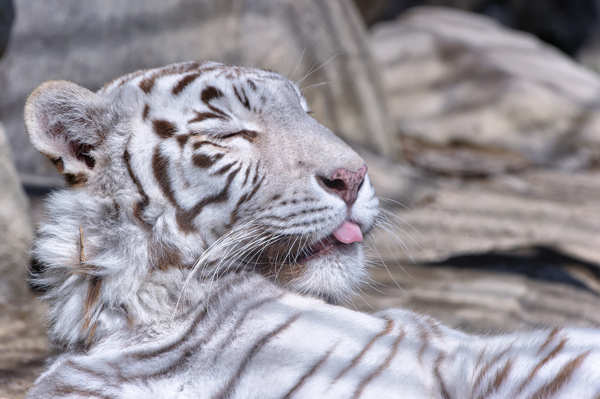 Белый тигр, 140 000 $ 
